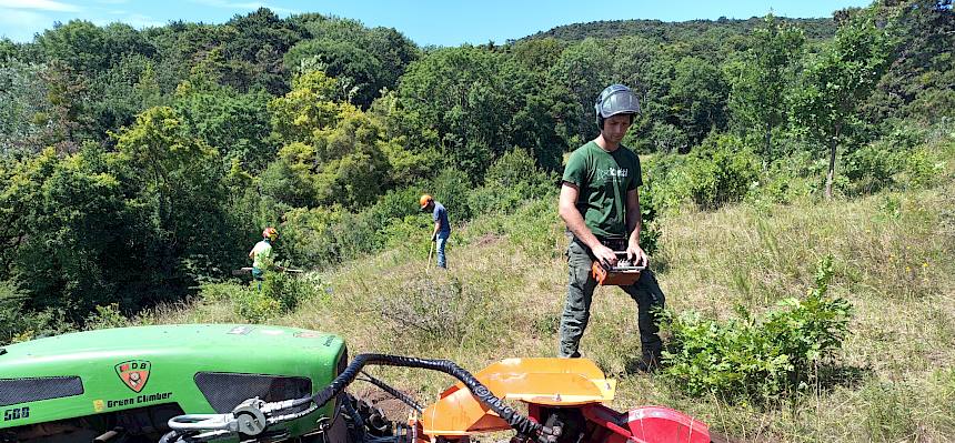 Ein relativ kleines rotierendes Rad mit Zähnen fräst den Gehölzstock sehr gezielt aus. Durch das Raupenfahrwerk entstehen kaum Spuren auf der Fläche. © LPV/I. Drozdowski