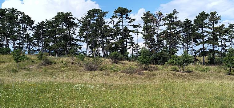 Perchtoldsdorfer Heide: Trockenrasen mit vielen jährlich nachtreibenden Flaumeichen-Stöcken. © LPV/I. Drozdowski