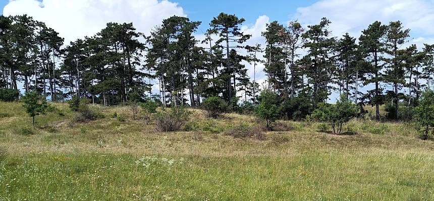 Perchtoldsdorfer Heide: Trockenrasen mit vielen jährlich nachtreibenden Flaumeichen-Stöcken. © LPV/I. Drozdowski