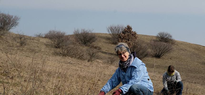 Der Blutrote Hartriegel (Cornus sanguinea) bildet unterirdische Wurzelausläufern, die immer wieder austreiben. Sie wurden gezielt ausgehackt und nur dort wo besonders seltene Pflanzen wachsen, gezwickt. © LPV/J. FFischer