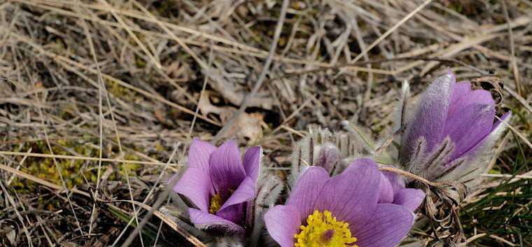 Während der Arbeit konnten wir die wunderschönen Blüten der Großen Kuhschellen (Pulsatilla grandis) bewundern. © LPV/J. FFischer