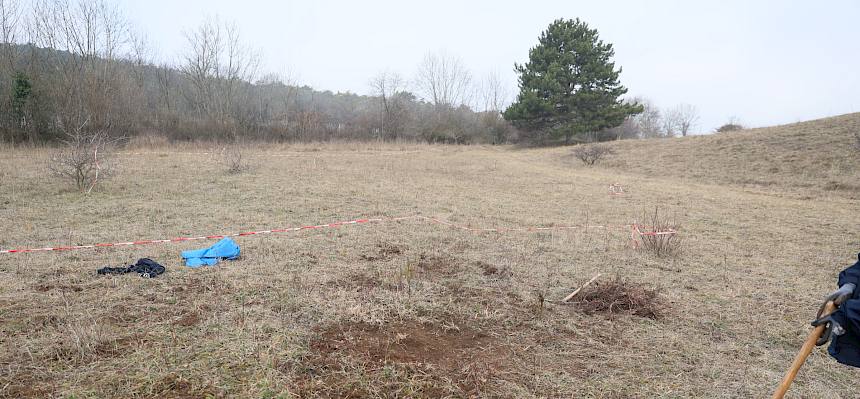 Dort wo der Blutrote Hartriegel (Cornus sanguinea) entfernt wurde, können sich die Trockenrasenpflanzen wieder ausbreiten. © Peer Szczepaniak