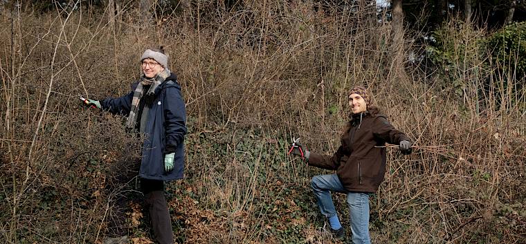 Um die Fläche offen zu halten, wurden unerwünschte Gehölze wie Feldahorn (Acer campestre), Liguster (Ligustrum vulgare) und Waldrebe (Clematis vitalba) entfernt. © LPV/J. FFischer