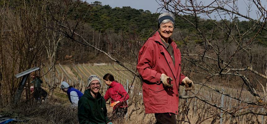 Diesmal wurden Obstbäume von stark wuchernden Waldreben (Clematis vitalba) und anderen unerwünschten Pflanzen befreit. © LPV/J. FFischer