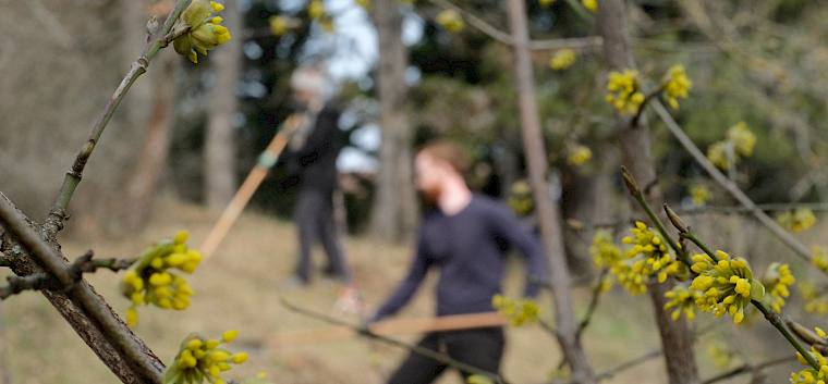 Während der Landschaftspflege-Arbeiten genossen wir die ersten Frühlingsboten, wie diese blühende Dirndl (Cornus mas). © LPV/J. FFischer