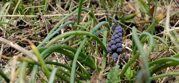 Auch die Weinbergs-Traubenhyazinthe (Muscari neglectum) erfreute uns mit ihren ersten blauen Blütenständen. © LPV/J. FFischer