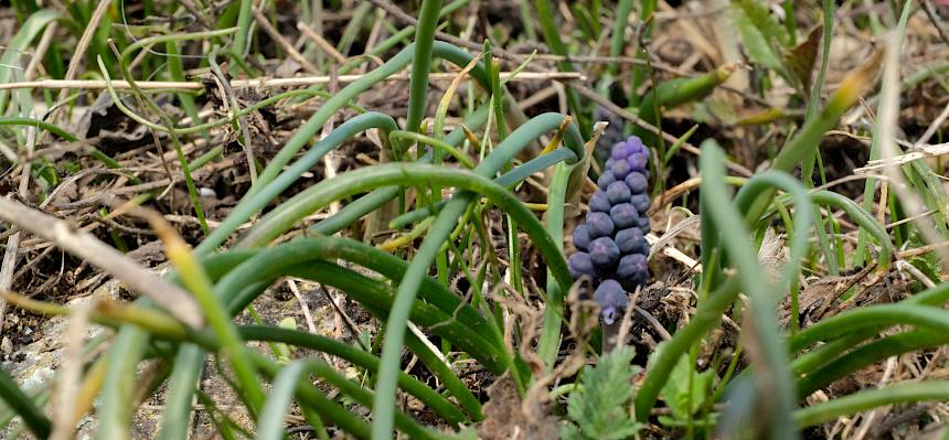 Auch die Weinbergs-Traubenhyazinthe (Muscari neglectum) erfreute uns mit ihren ersten blauen Blütenständen. © LPV/J. FFischer