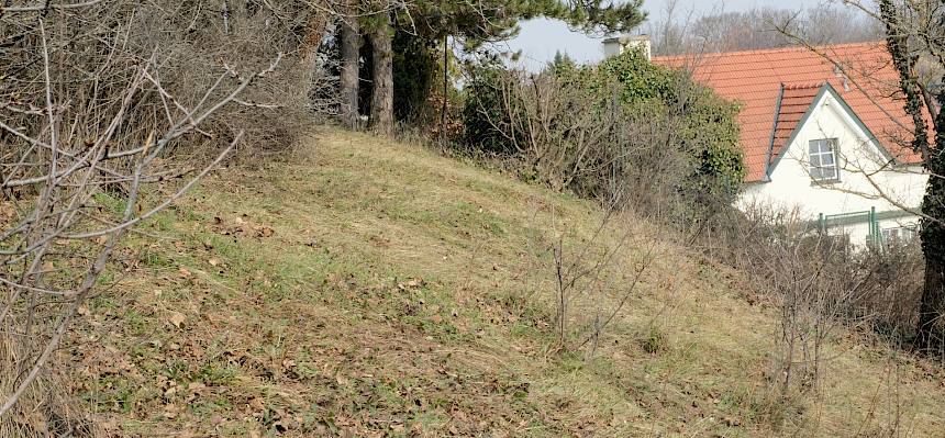 Durch die Pflegemaßnahmen am Goldbiegel finden die seltenen Trockenrasenarten nun wieder bessere Wachstumsbedingungen vor. © LPV/J. FFischer