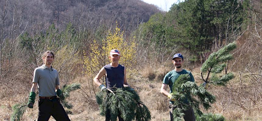 Das Schnittgut wurde teilweise auf Planen gesammelt... © LPV/F. Hohn