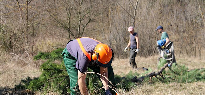Einzelne Gehölze wurden mit der Motorsäge entfernt, zerkleinert und von der Fläche gebracht. © LPV/F. Hohn