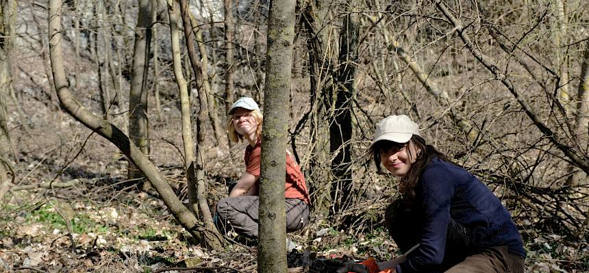 Vorher mussten einzelne Gehölze, die bei der Abdeckung des Staudenknöterichs mit Folie im Weg standen, entfernt werden. © LPV/J. FFischer