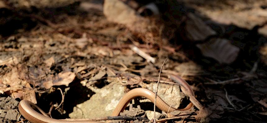 Mit ein bisschen Geduld gelingen tolle Aufnahmen. Hier: eine Blindschleiche (Anguis fragilis). © LPV/J. FFischer
