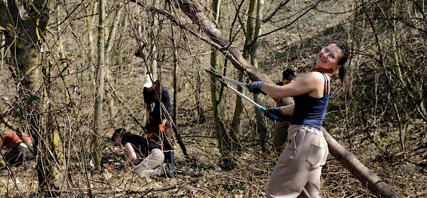 Auch ohne Motorsäge lassen sich dünne Gehölze rasch entfernen, um die Folie zur Bekämpfung des invasiven Staudenknöterichs auflegen zu können. © LPV/J. FFischer
