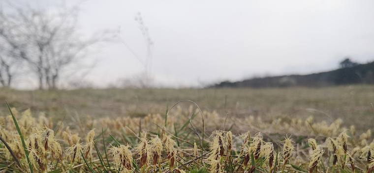 Die Erd-Segge (Carex humilis) blüht zeitig im Frühjahr. © FdPH/F. Hohn