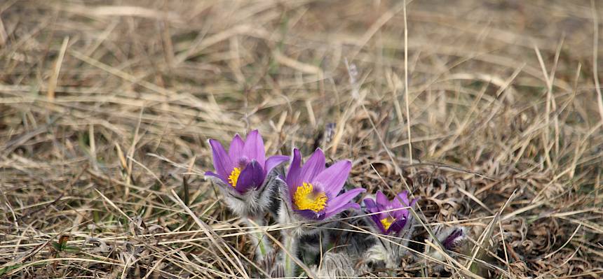Besonders eindrucksvoll präsentierten sich die aktuell blühenden Arten wie die Große Kuhschelle (Pulsatilla grandis). © FdPH/F. Hohn