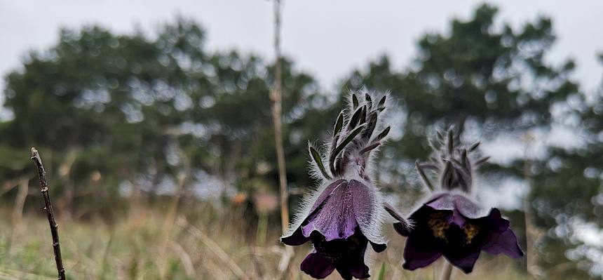 Schwarze Wiesenkuhschelle (Pulsatilla pratensis subsp. nigricans) in voller Blüte. © FdPH/F. Hohn