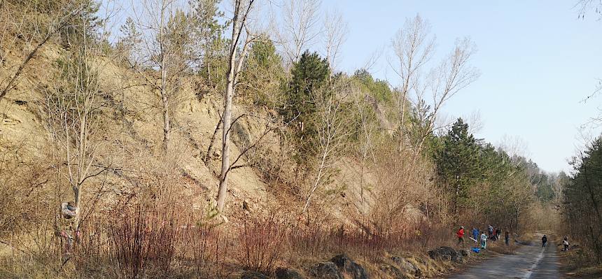 Die 3. Klassen waren entlang der Forststraße im Einsatz und entfernten vor allem aufkommenden Hartriegel (Cornus sanguinea), um diese Bereiche offen zu halten. © FdPH/F. Hohn