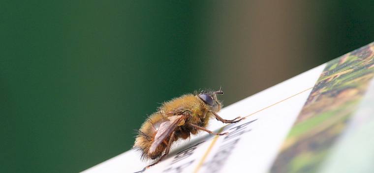Während der Pflegeareiten konnte eine Raupenfliege (Tachinidae) konnte aus nächster Nähe betrachtet werden. © FdPH/F. Hohn