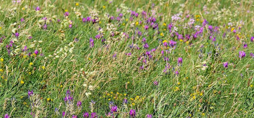 Nach der Pflege-Umstellung blühen nun wieder viele seltene Pflanzen auf den Naturwiesen im Begrischpark. © LPV/I. Drozdowski