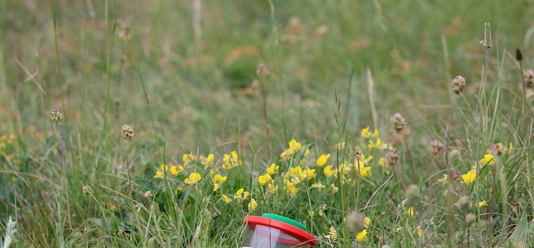 Die Naturwiesen im Begrischpark sind Teil des mehrfach ausgezeichneten Perchtoldsdorfer „Insekten-Highways". © LPV/F. Hohn
