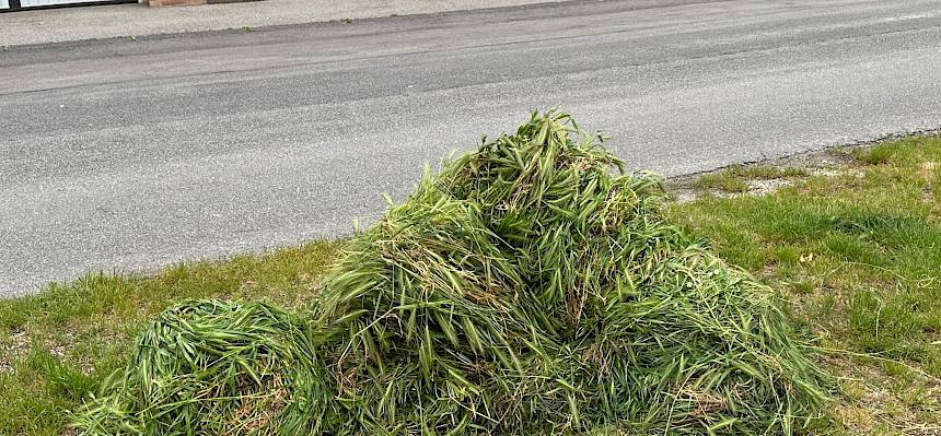 Das Pflanzenmaterial wird von der Marktgemeinde Perchtoldsdorf abgeholt. © LPV/S. Wieser