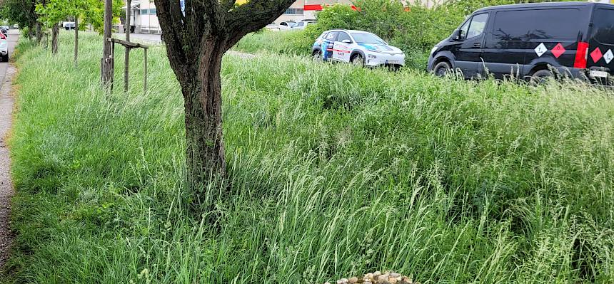 Die drei Wiesenstreifen werden bereits seit 2020 naturnah betreut und nur ein- bis zweimal jährlich gemäht. Gemeinsam mit 15 weiteren Flächen bilden sie den „Insekten-Highway” in Perchtoldsdorf. © LPV/S. Wieser