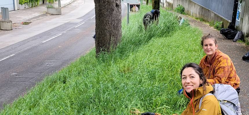 Der Regen der vergangenen Nacht erleichterte die Arbeiten zusätzlich, da sich die Pflanzen besonders gut samt Wurzeln aus dem feuchten Boden herausziehen ließen. © LPV/S. Wieser