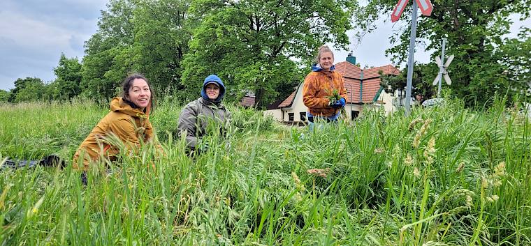 Seit 4. Mai sind unsere Biolog:innen und Praktikant:innen in Perchtoldsdorf unterwegs, um die besonders wertvollen Flächen des Insekten-Highways zu pflegen. © LPV/S. Wieser