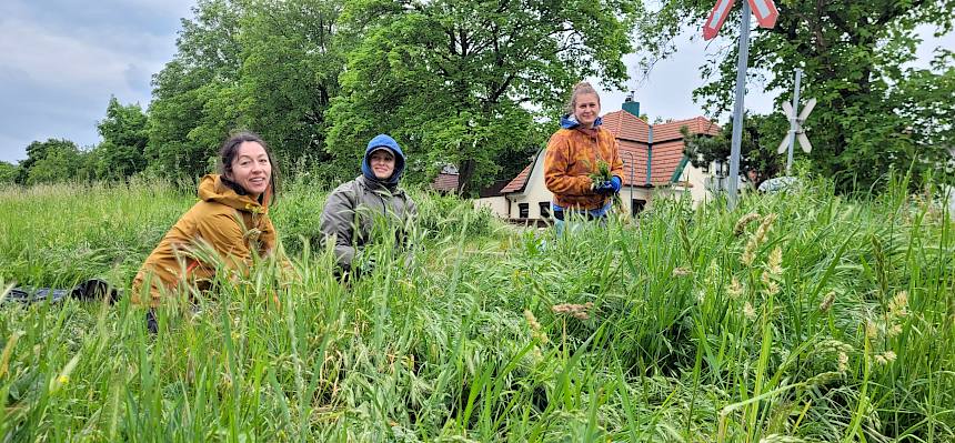 Seit 4. Mai sind unsere Biolog:innen und Praktikant:innen in Perchtoldsdorf unterwegs, um die besonders wertvollen Flächen des Insekten-Highways zu pflegen. © LPV/S. Wieser