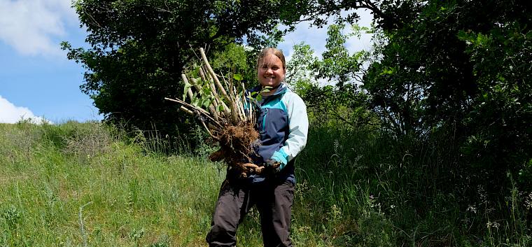 Beim heutigen Pflegetermin im Naturdenkmal Hochberg wurde vor allem invasiver Flieder (Syringa vulgaris) samt Wurzeln von der Fläche entfernt. © LPV/L. Wollny