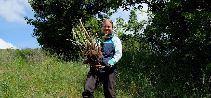 Beim heutigen Pflegetermin im Naturdenkmal Hochberg wurde vor allem invasiver Flieder (Syringa vulgaris) samt Wurzeln von der Fläche entfernt. © LPV/L. Wollny