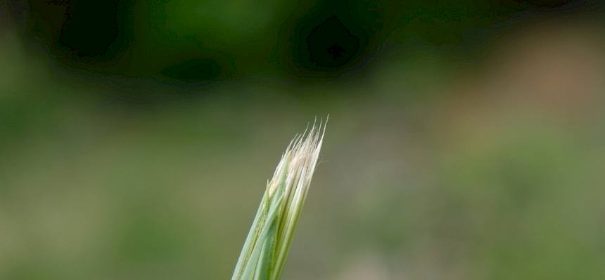 Raupe der Grauen Moderholzeule (Xylena exsoleta). © LPV/L. Wollny