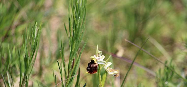 Im Rahmen der Exkursion wurden auch spannende Pflanzen wie die Hummel-Ragwurz (Ophrys holoserica) entdeckt. © FdPH/F. Hohn
