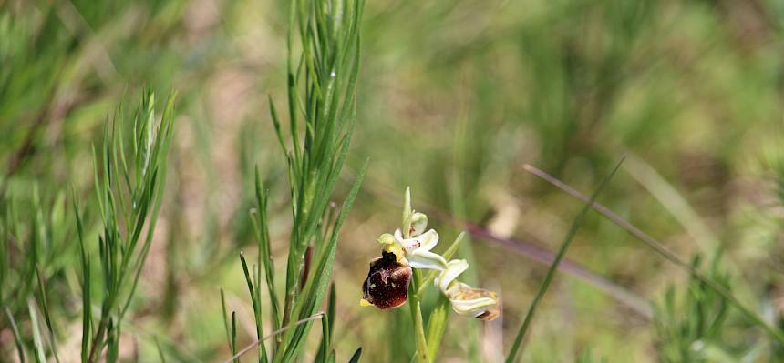 Im Rahmen der Exkursion wurden auch spannende Pflanzen wie die Hummel-Ragwurz (Ophrys holoserica) entdeckt. © FdPH/F. Hohn