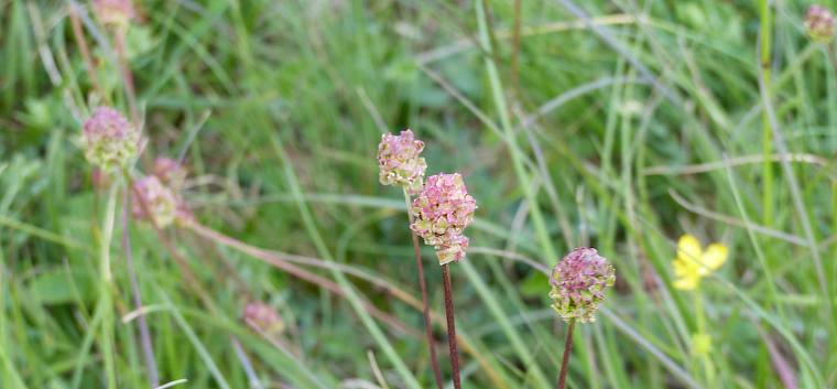 Der Kleine Wiesenknopf (Sanguisorba minor) lässt sich an den gefiederten Blättern und kugeligen Blütenköpfchen erkennen. © FdPH/N. Habellöcker