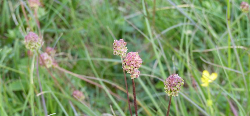 Der Kleine Wiesenknopf (Sanguisorba minor) lässt sich an den gefiederten Blättern und kugeligen Blütenköpfchen erkennen. © FdPH/N. Habellöcker