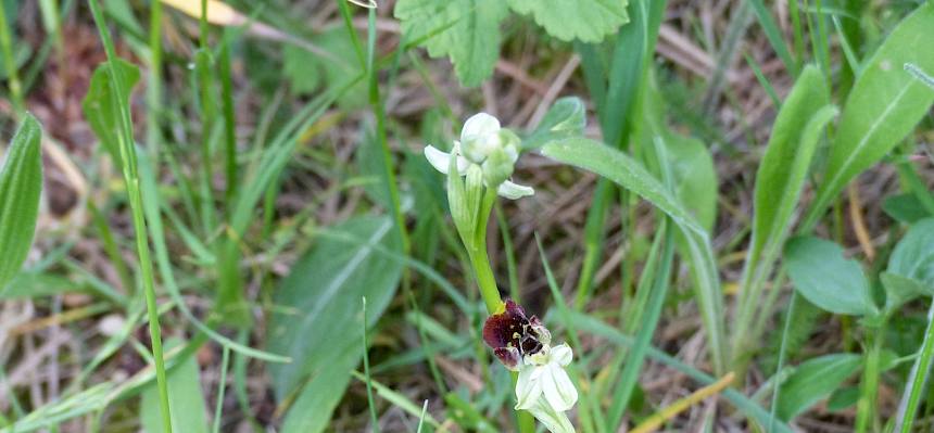 Die Orchideen-Fans kamen beim Anblick der seltenen Hummel-Ragwurz (Ophrys holoserica) voll auf ihre Kosten. © FdPH/N. Habellöcker