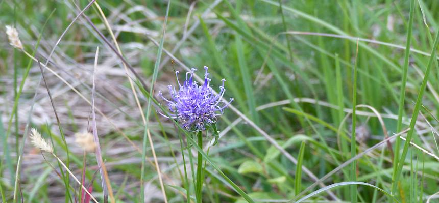Die Teufelskralle (Phyteuma sp.) ist eine typische Wiesen und Trockenrasenpflanze mit auffälligen kugeligen bis zylindrischen Blütenständen die von zahlreichen Insekten besucht wird. © FdPH/N. Habellöcker