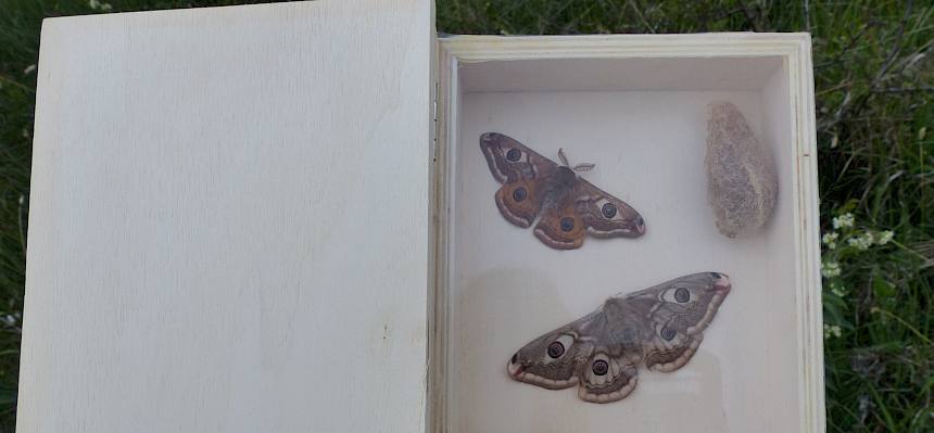 Präparate des Südliche Kleine Nachtpfauenauges (Saturnia pavoniella).