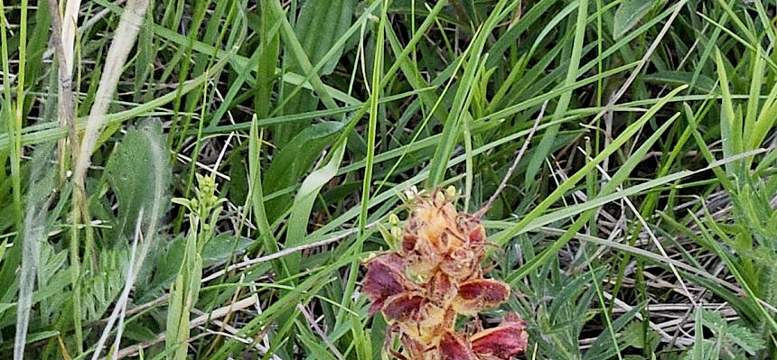 Die Sommerwurz (Orobanche sp.) besitzt als Schmarotzer kein eigenes Blattgrün, sondern entzieht anderen Pflanzen Wasser und Nährstoffe.