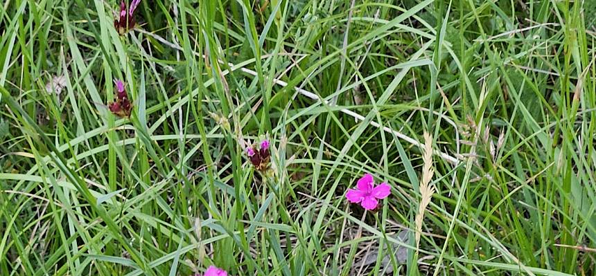 Kartäuser-Nelke (Dianthus carthusianorum).