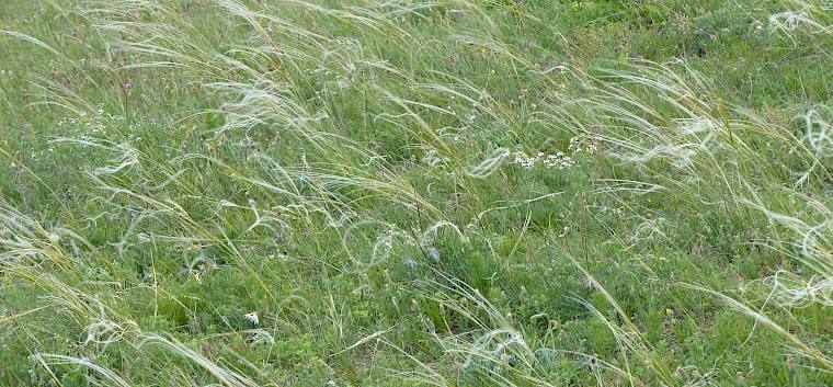Das Federgras (Stipa pennata) ist eine typische Trockenrasenart mit auffällig federartigen Grannen. © FdPH/N. Habellöcker