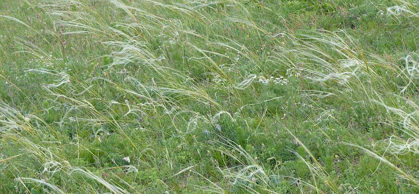 Das Federgras (Stipa pennata) ist eine typische Trockenrasenart mit auffällig federartigen Grannen. © FdPH/N. Habellöcker