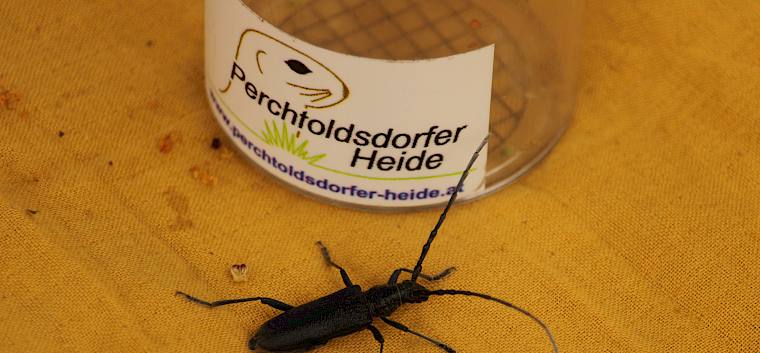 Kleiner Eichenbock (Cerambyx scopolii). © LPV/F. Hohn