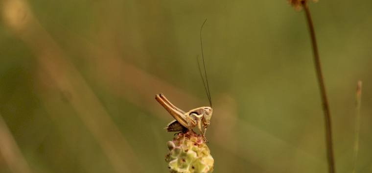 Diese Kleine Beißschrecke (Tessellana veyseli) hatte es sich auf dem Kleinen Wiesenknopf (Sanguisorba minor) gemütlich gemacht. © LPV/F. Hohn