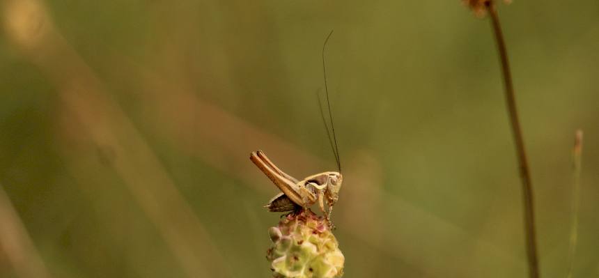 Diese Kleine Beißschrecke (Tessellana veyseli) hatte es sich auf dem Kleinen Wiesenknopf (Sanguisorba minor) gemütlich gemacht. © LPV/F. Hohn