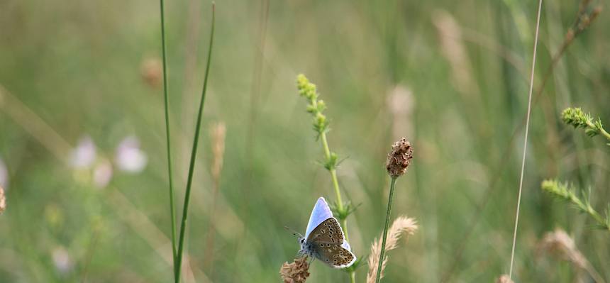 Ein Männchen des Himmelblauen Bläulings (Lysandra bellargus). © LPV/F. Hohn