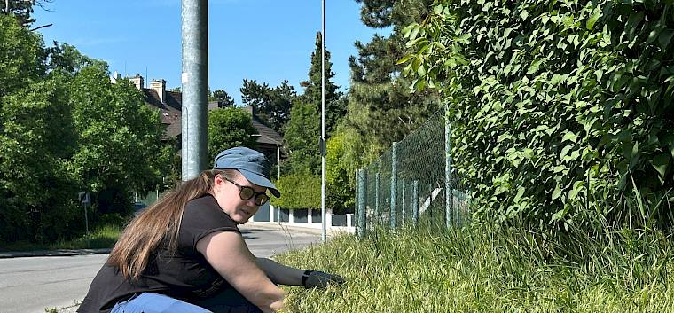 Insgesamt 18 Flächen bilden den „Insekten-Highway” in Perchtoldsdorf – ein Netzwerk aus blütenreichen Wiesenflächen, das als wichtiger Lebensraum und „Trittstein“ für viele Fluginsekten dient. © LPV/E. Seidel