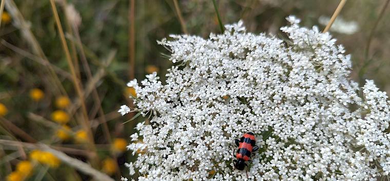 Dieser Bienenkäfer (Trichodes sp.) fühlt sich auf den bunten Wiesenflächen des Insekten-Highways sehr wohl. © LPV/J. FFischer