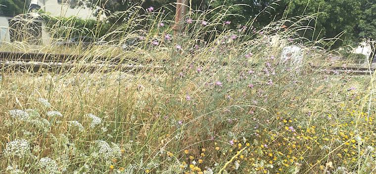 Im Mai und Juni zeigt sich eine bunte Blütenvielfalt auf den Insekten-Highway-Flächen. Davon profitieren unzählige Insekten. © LPV/J. FFischer